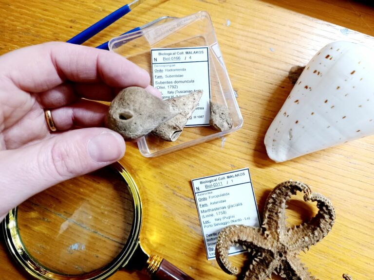 Small shells of different shapes on the desk. One of them being held in hand.